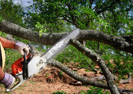 Best Tree Maintenance Programs  in North Port, FL